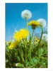 DANDELIONS WEED OF THE WEEK Biology and classification
