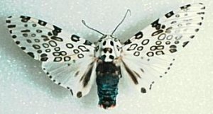 Hypercompe scribonia