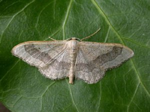 Idaea aversata