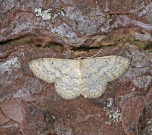 Idaea biselata