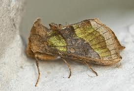 burnished brass moth