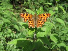 comma butterfly on nettles