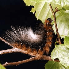 garden tiger moth caterpillar