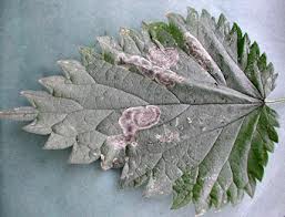 nettle leaf miner