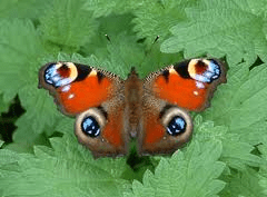 peacock butterfly on nettles