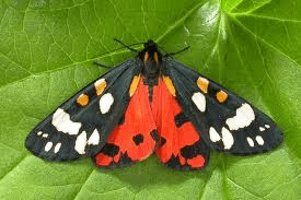 scarlet tiger