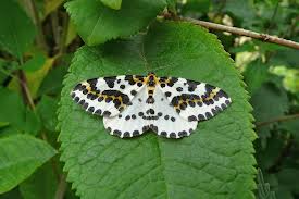 small magpie moth