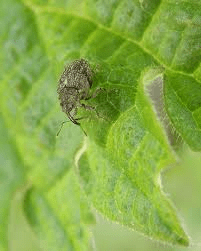 small nettle weevil