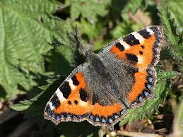 small tortoiseshell butterfly on nettles