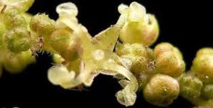 stinging nettle male flowers