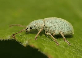 untitledsmall green nettle weevil