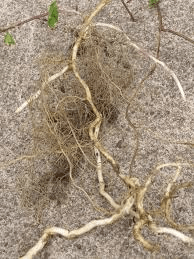 bindweed roots 2