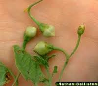bindweed seeds