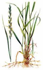 couch grass structure