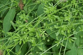 Goosegrass plant