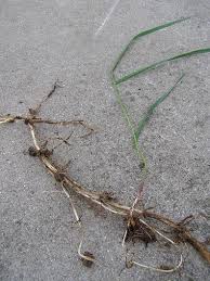 rhizome of couch grass