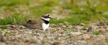 little ringer plover attenborough