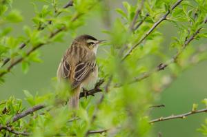 5482.sedge warbler