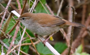 Cettis-Warbler_J4X0950