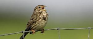 cornbunting
