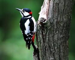 great spotted woodpecker