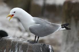 kittiwake