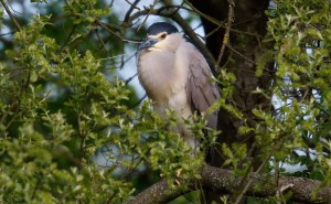 Night-Heron_J4X1303