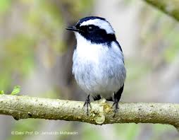 pied flycatcher