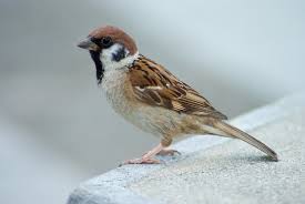 tree sparrow