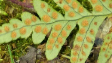 1425809252056 - Copy - Copy