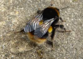 bombus terrestris 2