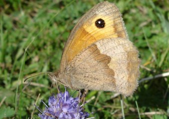 meadow-brown-underwing-female-martin-warren-web