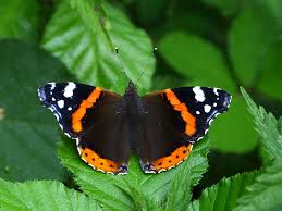 red admiral