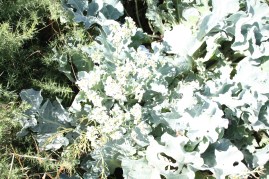 Sea Kale