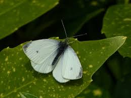 small white butterfly