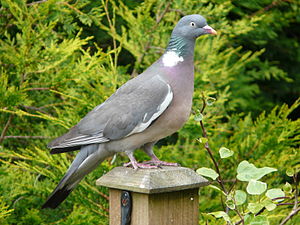 300px-columba_palumbus_-garden_post-8