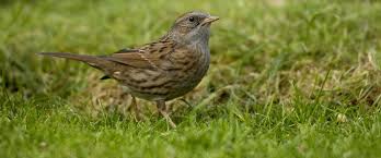 download-1-jpg-dunnock