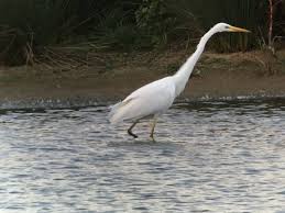 greatwhiteegret