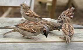 house-sparrows