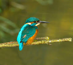 kingfisher
