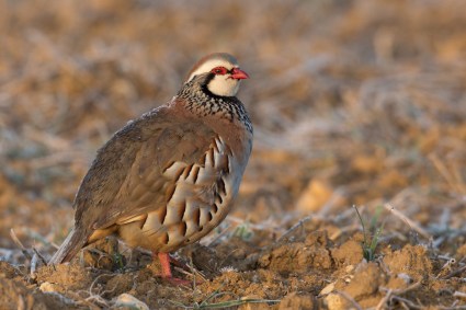 red-legged-partridge