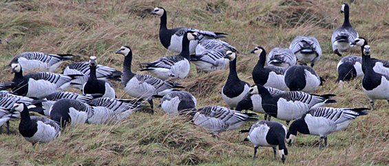 barnacle-geese