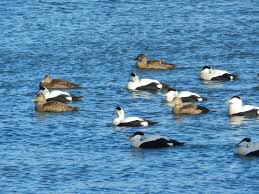 eiders
