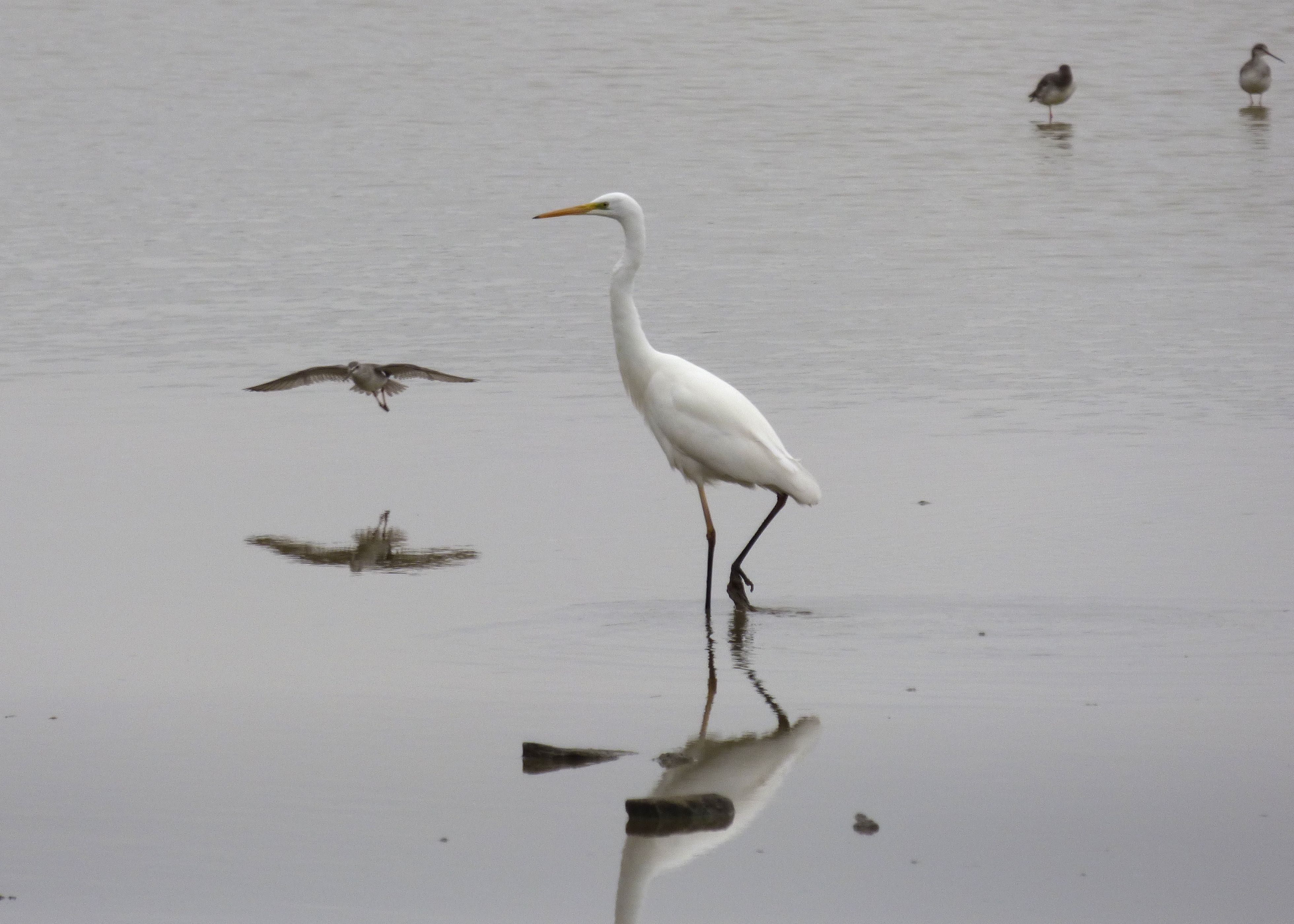 great-white-egret