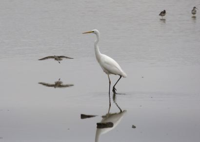 great-white-egret