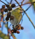 siskin1