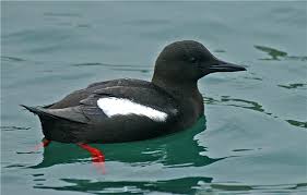 black guillemot