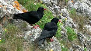 chough