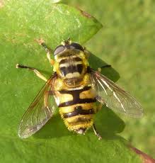 Myathropa florea.